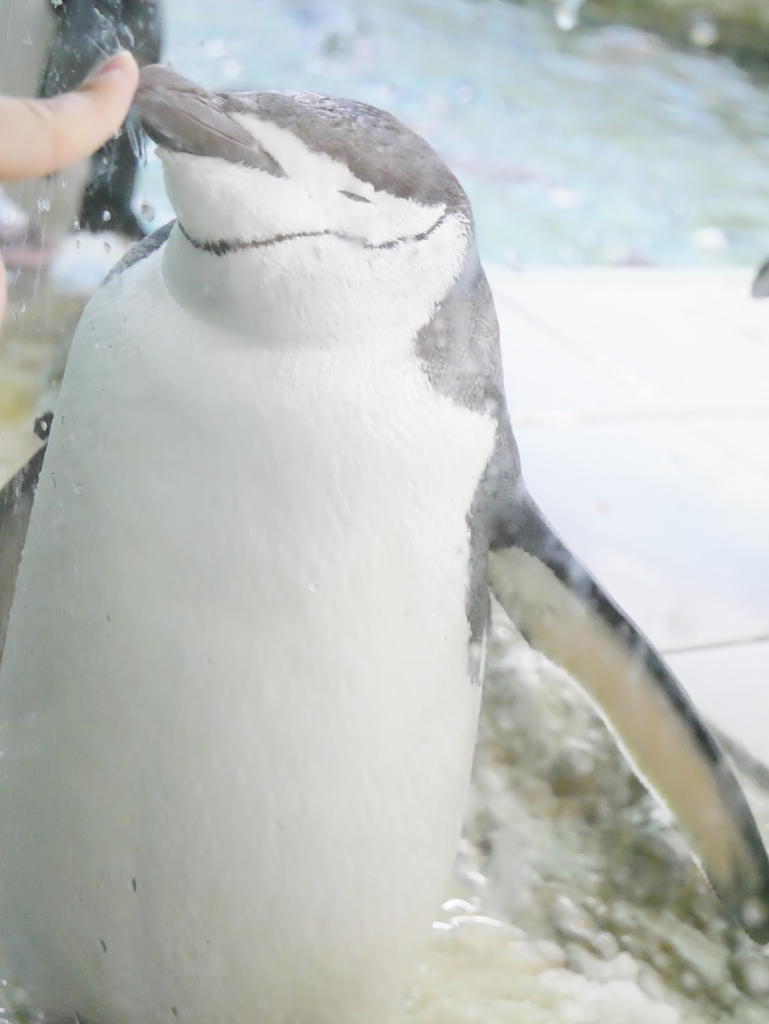 ガラス越しのふれあい