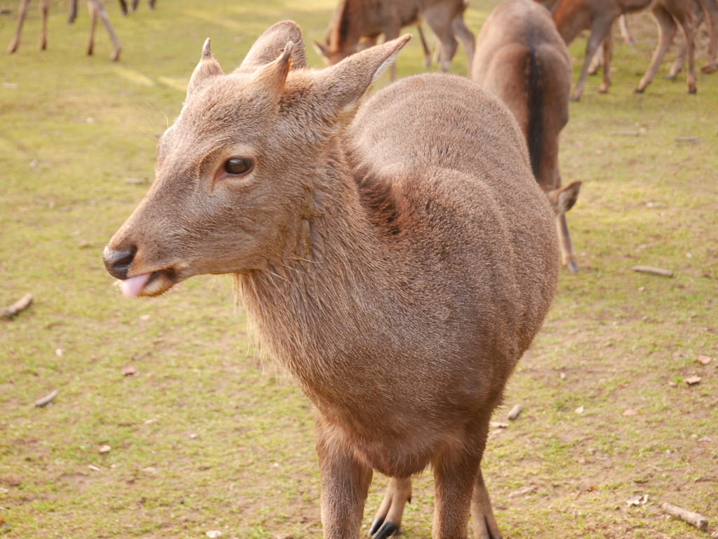 生えかけの角