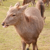生えかけの角