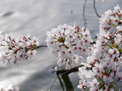 水辺の桜