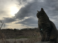 荒野の猫