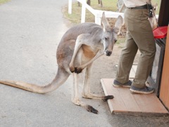 右膝を負傷したカンガルー