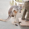 右膝を負傷したカンガルー