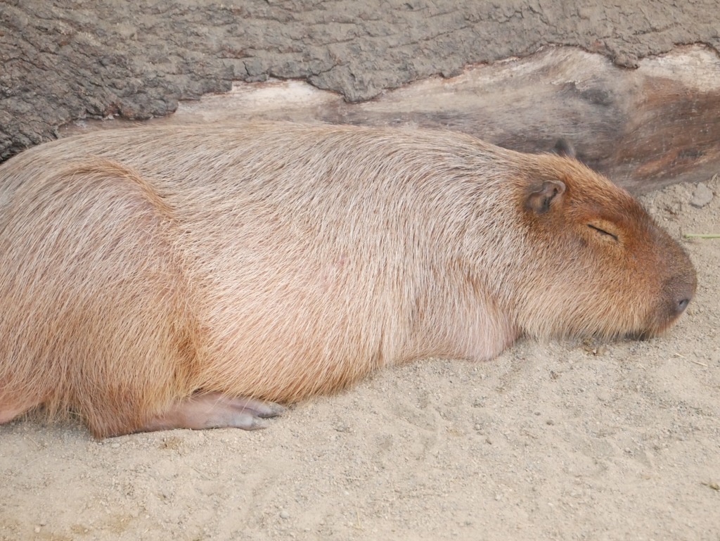カピパーのお昼寝