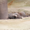 おやすみ