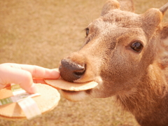 餌付け