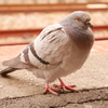 もふもふハトさん