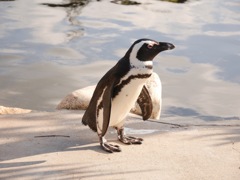 夕暮れのペンギン