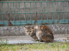 フェンスの下の猫