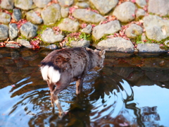 水辺の鹿さん