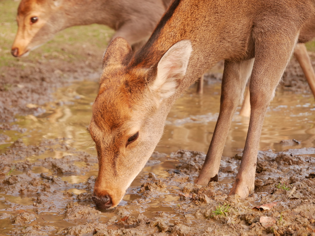 水飲み鹿さん