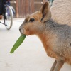 マーラさんのご飯