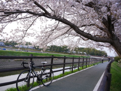 桜と自転車