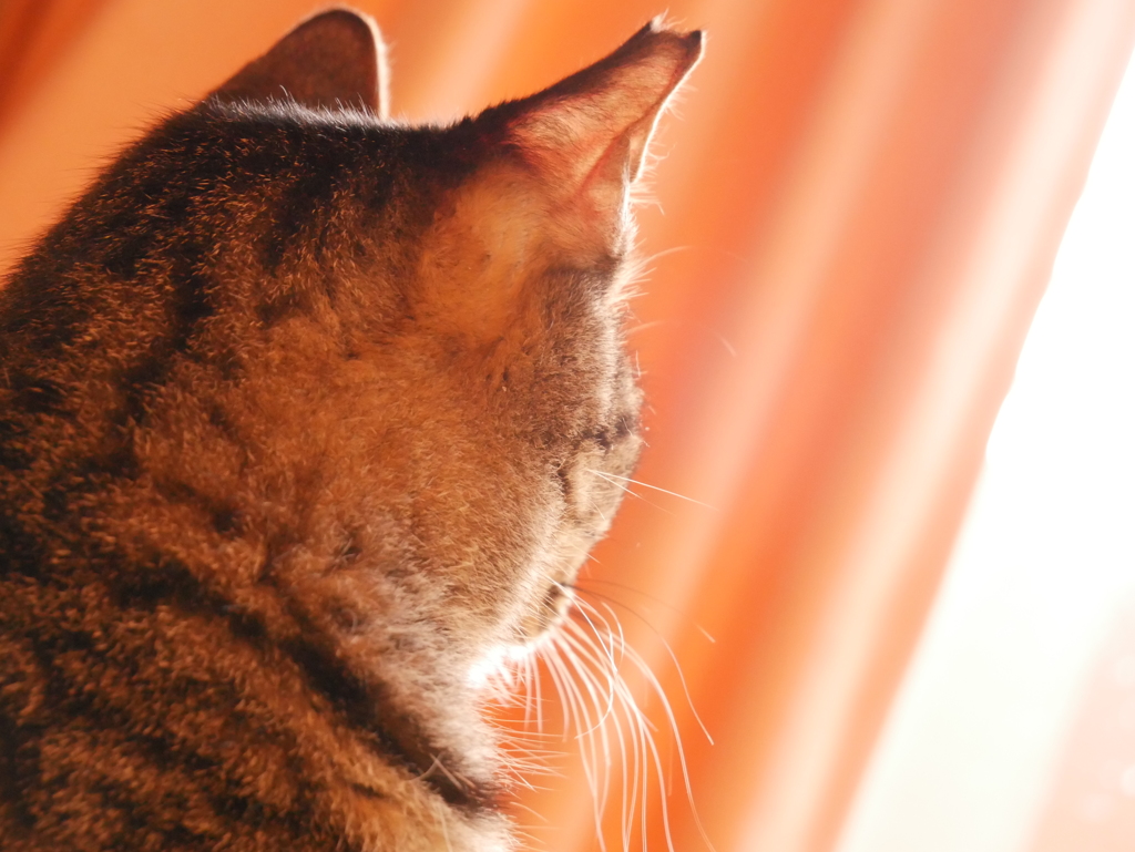 ひにゃたぼっこ