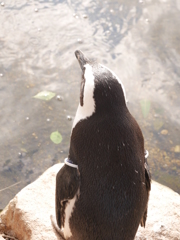 たそがれるペンギン