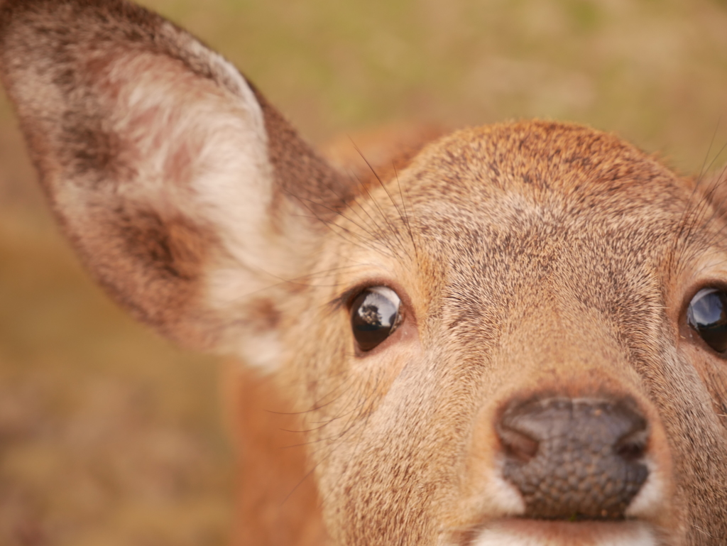 レンズを覗く鹿