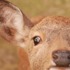 レンズを覗く鹿