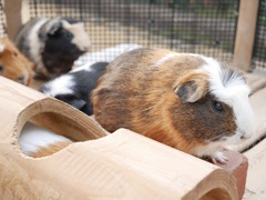 こわがりさん