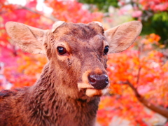 鹿と紅葉