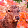 鹿と紅葉