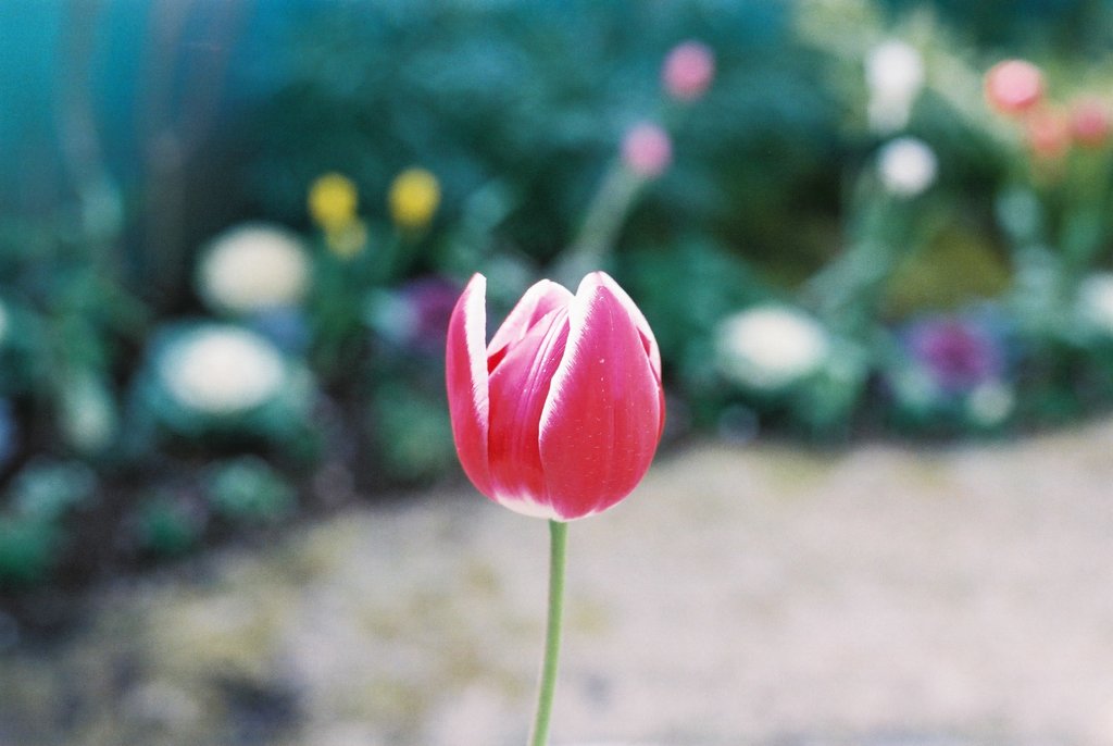 tulip