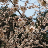 八分咲き