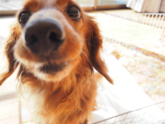 鼻