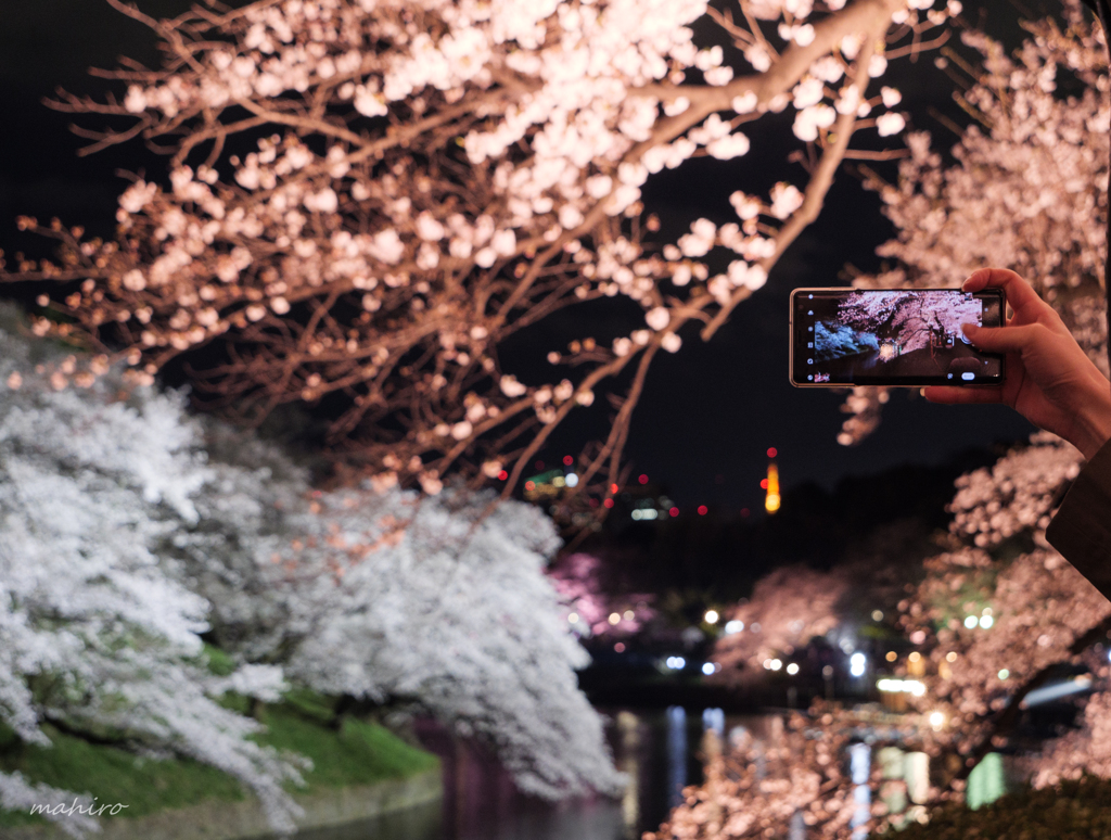 夜桜見物。#1