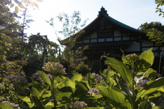 紫陽花寺。#4