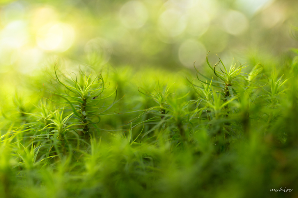 苔の森。#1