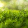 苔の森。#1