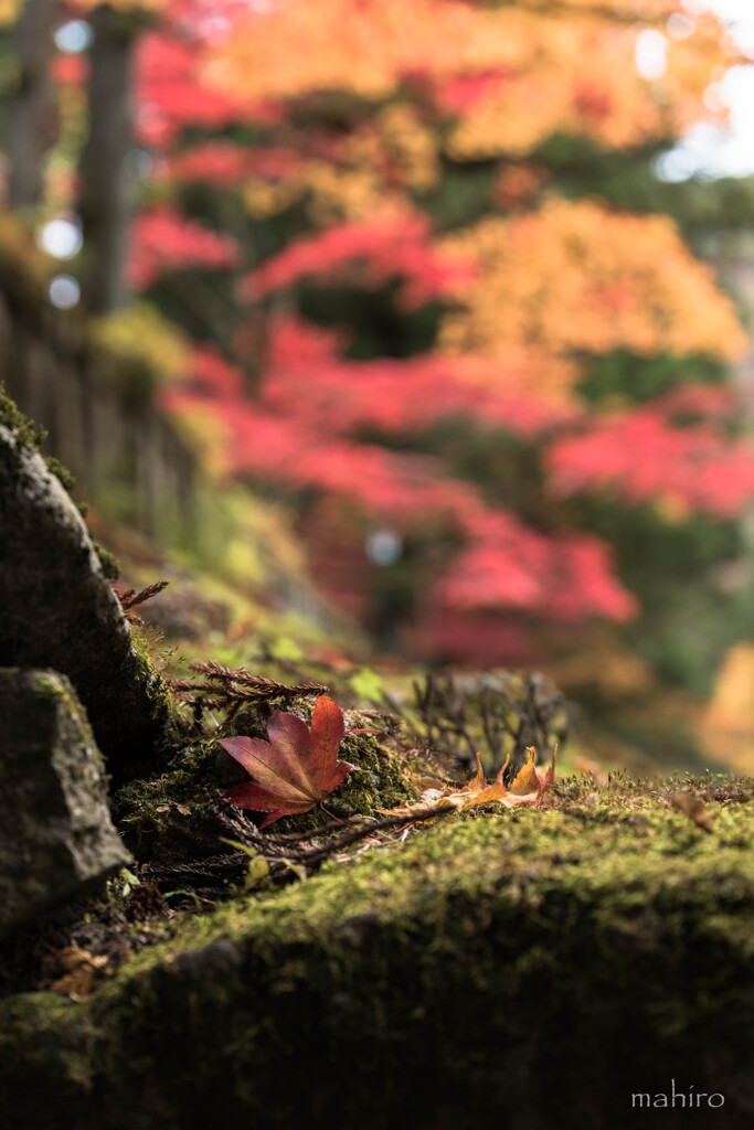 風景撮りの告白。#75