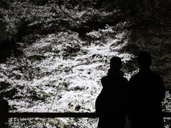 夜桜見物。#2