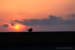 風景撮りの告白。#35