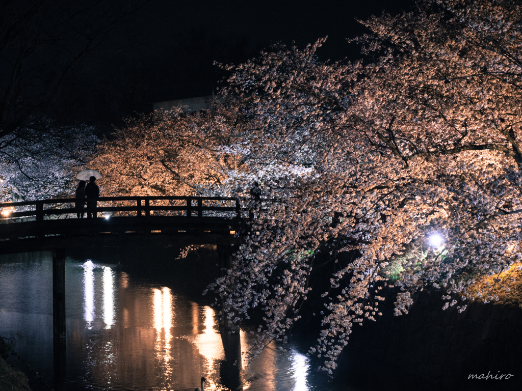 夜桜見物。#7