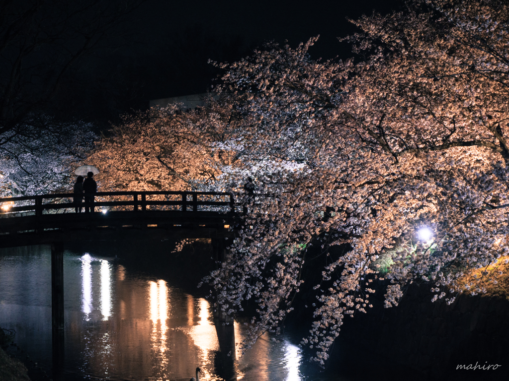 夜桜見物。#7