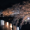 夜桜見物。#7