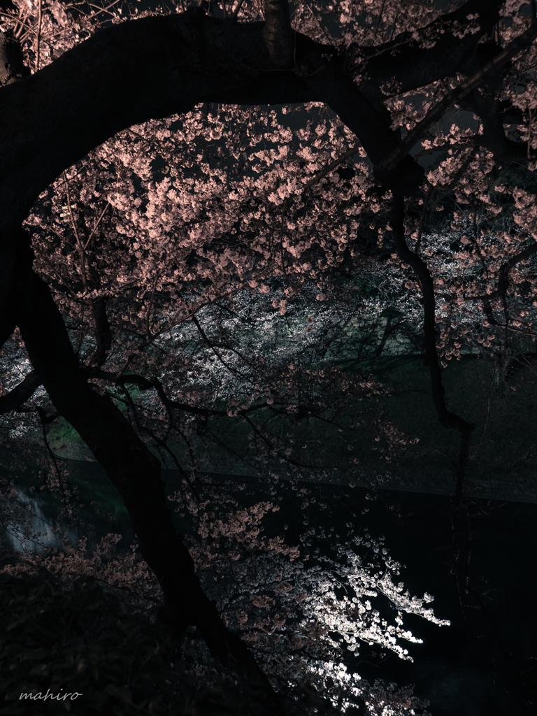 夜桜見物。#3