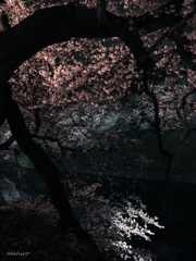 夜桜見物。#3