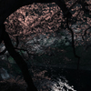 夜桜見物。#3