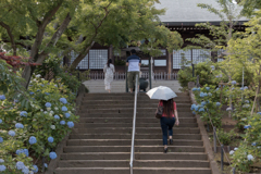 紫陽花寺。#2