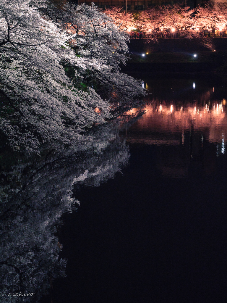 夜桜見物。#5