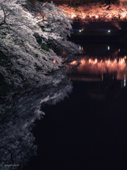 夜桜見物。#5