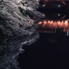 夜桜見物。#5