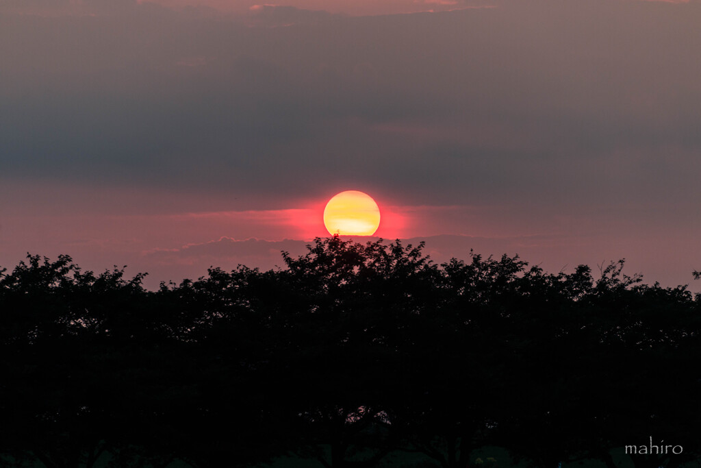 沼の夕陽。