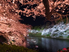 夜桜見物。#4