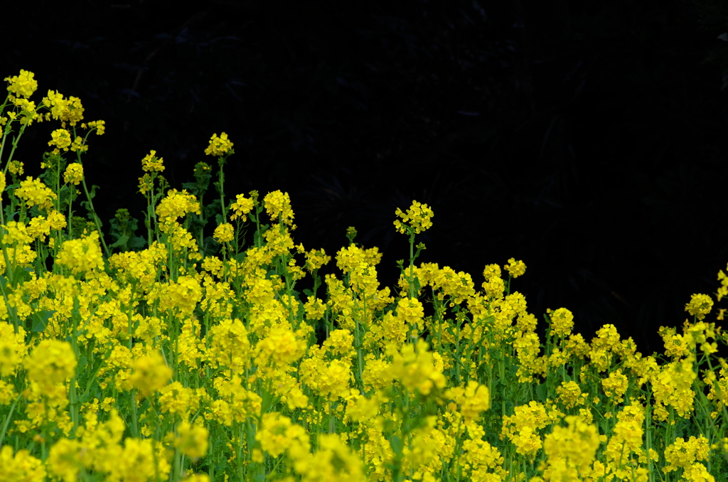 菜の花の黒抜き