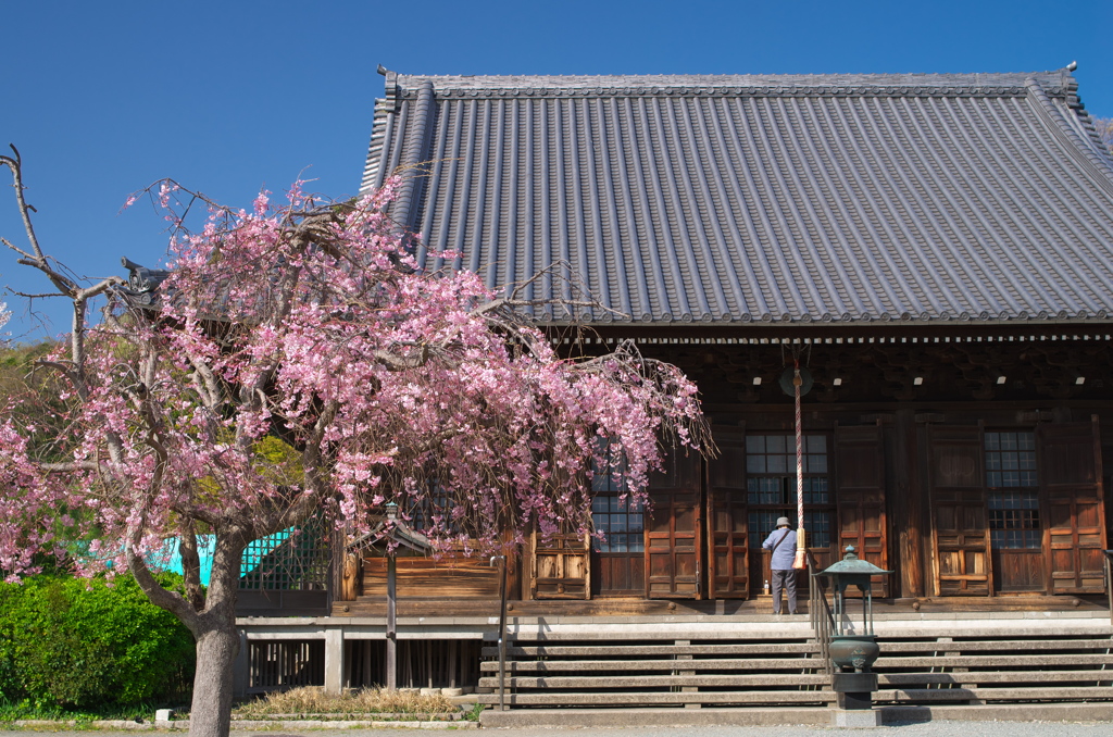 見守り桜