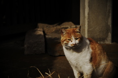 称名寺のネコ⑳