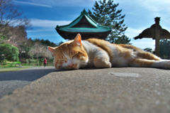 称名寺のネコ⑨